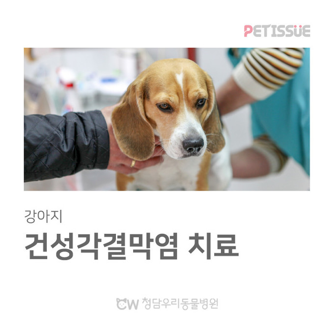 청담우리동물병원 365일 진료후기(9...