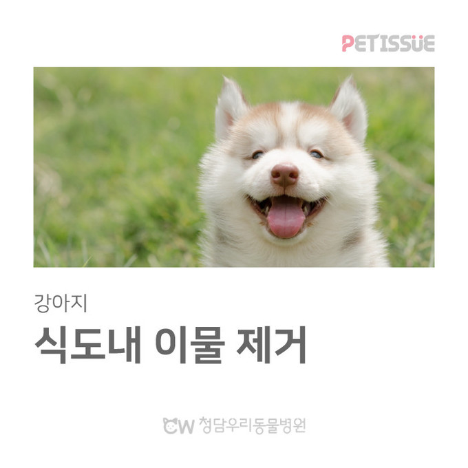 청담우리동물병원 365일 진료후기(1...